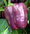 Lilac Pepper 20 seeds